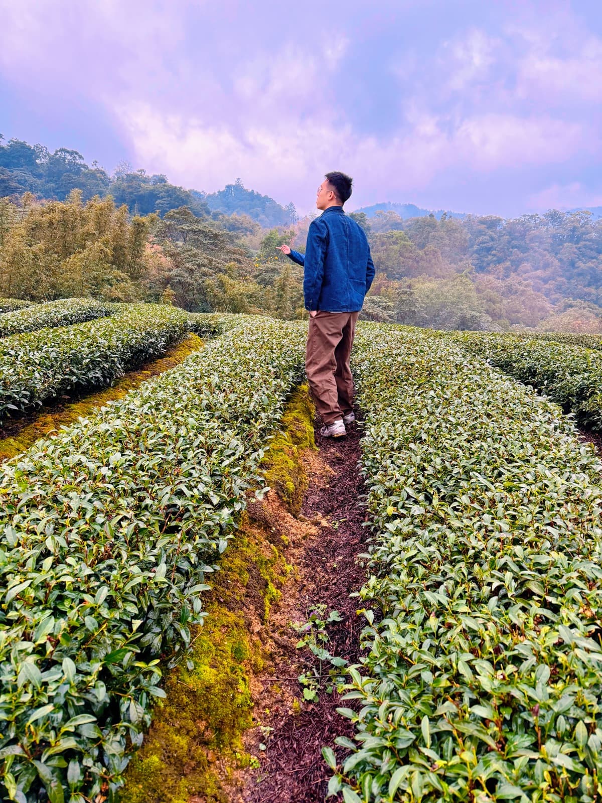 Chris in the Taiwanese tea garden