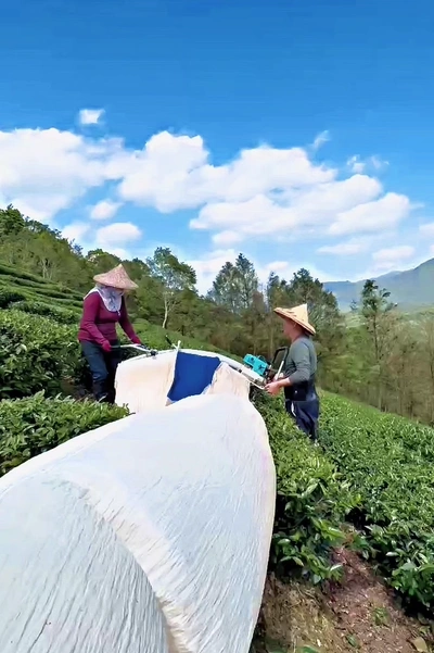 Tea plant aerial shot